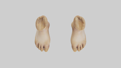 3D model Camel Feet Model VR / AR / low-poly