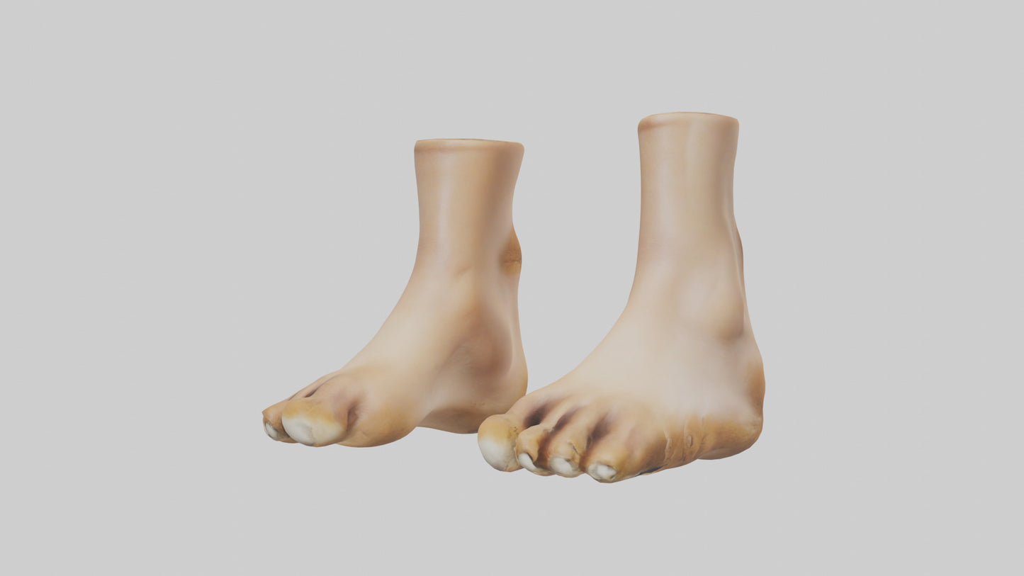 3D model Camel Feet Model VR / AR / low-poly