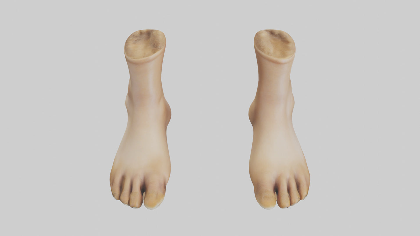 3D model Camel Feet Model VR / AR / low-poly