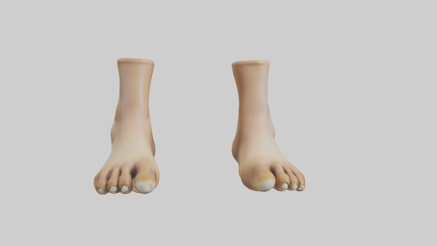 3D model Camel Feet Model VR / AR / low-poly
