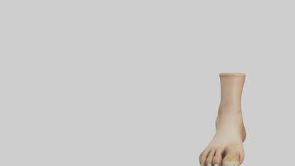 3D model Camel Feet Model VR / AR / low-poly