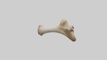 3D model Camel Femur VR / AR / low-poly
