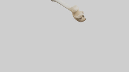 3D model Camel Femur VR / AR / low-poly