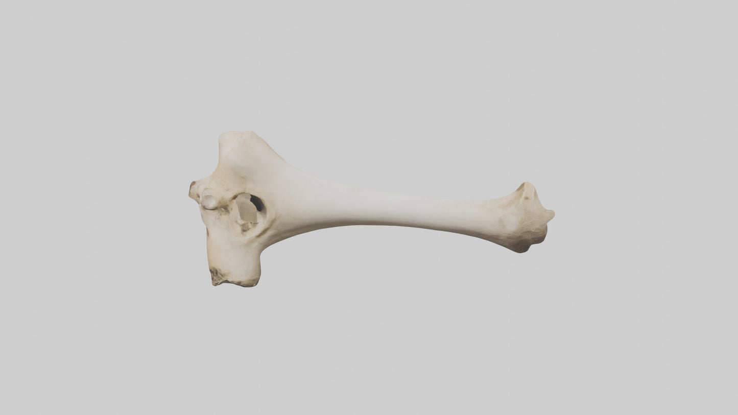3D model Camel Femur VR / AR / low-poly