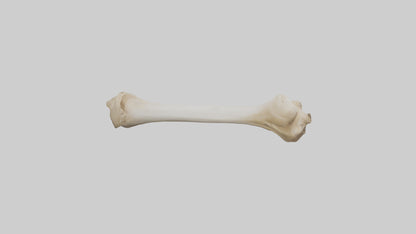 3D model Camel Femur VR / AR / low-poly