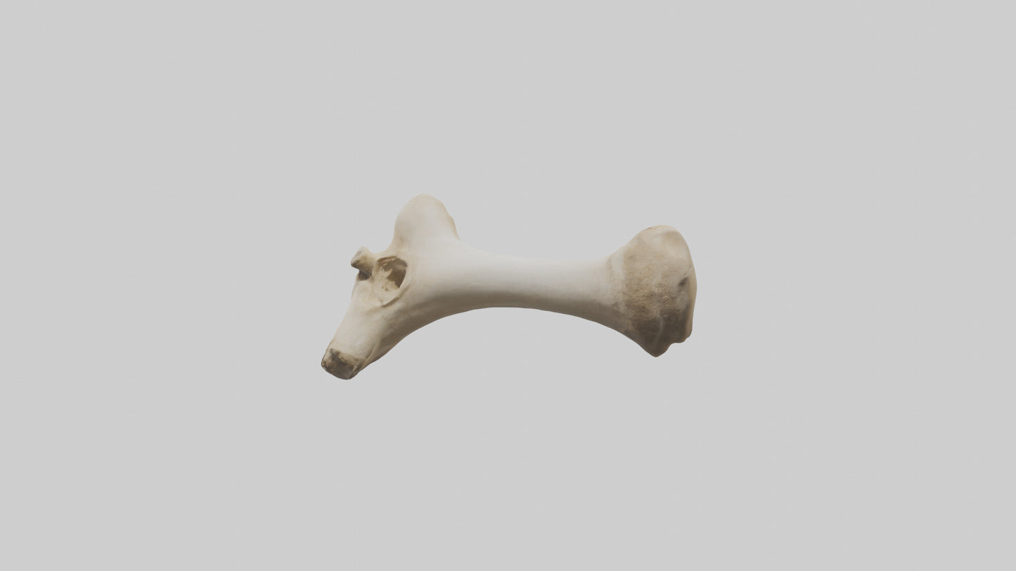 3D model Camel Femur VR / AR / low-poly