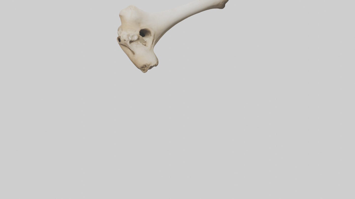 3D model Camel Femur VR / AR / low-poly