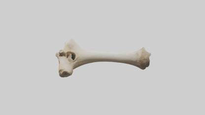 3D model Camel Femur VR / AR / low-poly