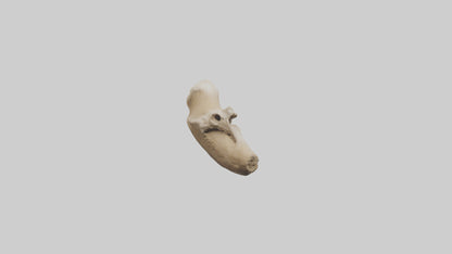 3D model Camel Femur VR / AR / low-poly