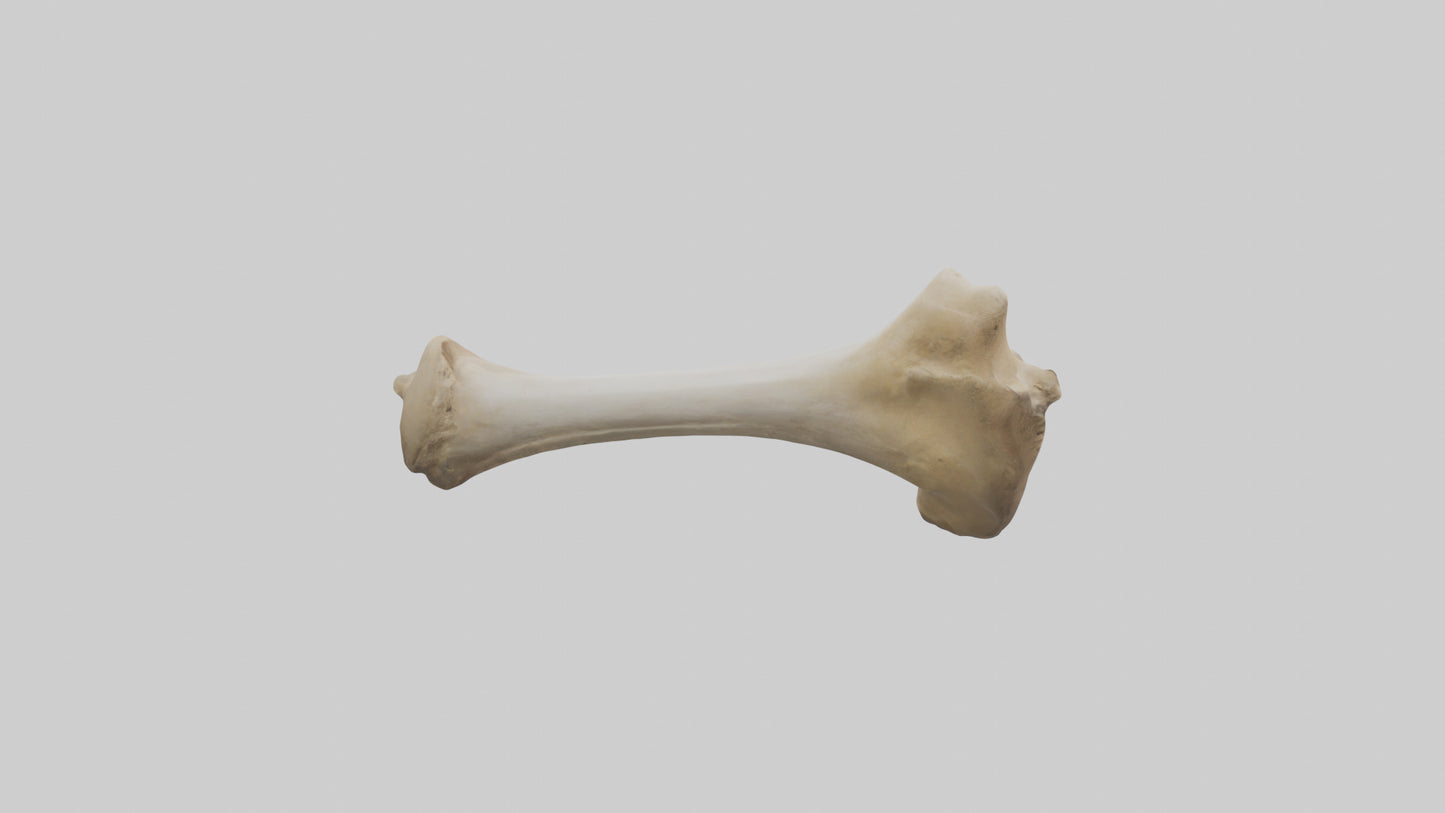 3D model Camel Femur VR / AR / low-poly