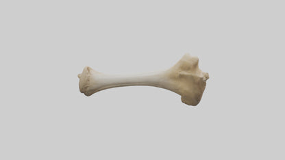 3D model Camel Femur VR / AR / low-poly