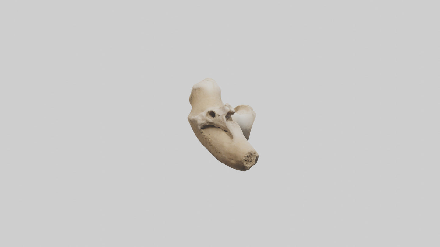 3D model Camel Femur VR / AR / low-poly