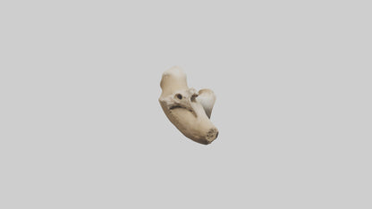 3D model Camel Femur VR / AR / low-poly