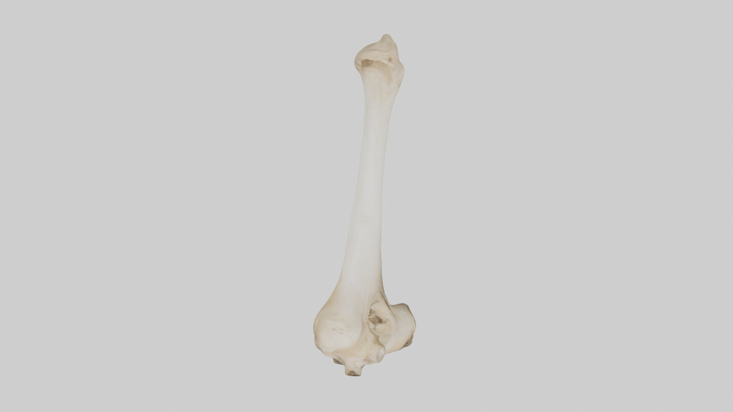 3D model Camel Femur VR / AR / low-poly