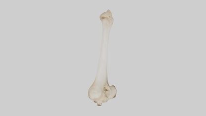 3D model Camel Femur VR / AR / low-poly