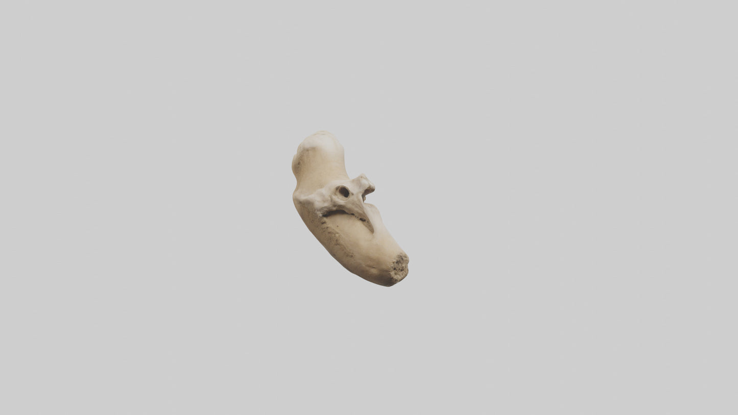3D model Camel Femur VR / AR / low-poly