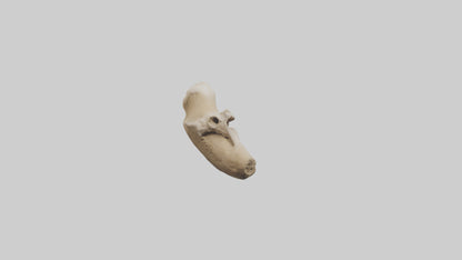 3D model Camel Femur VR / AR / low-poly