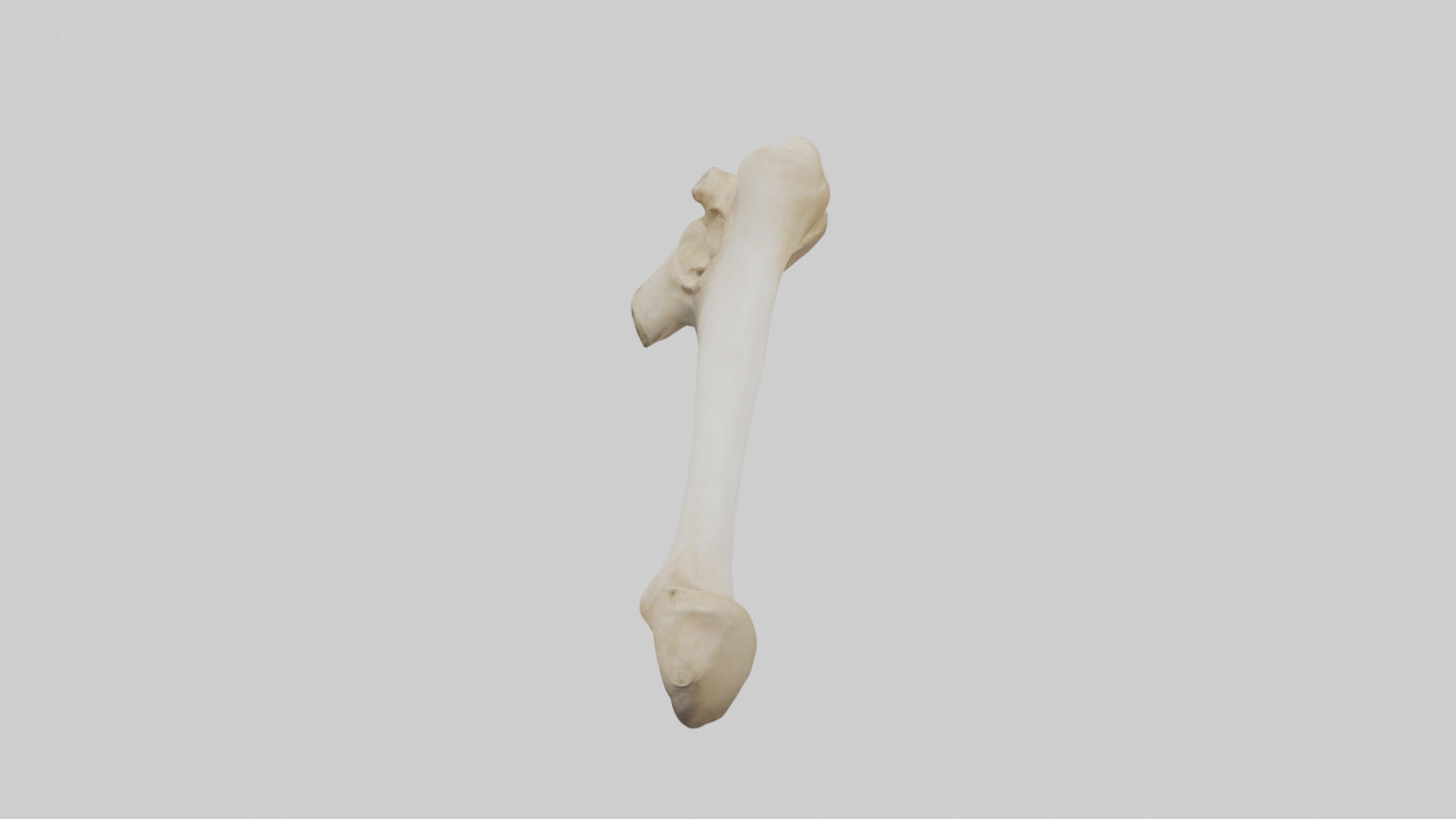 3D model Camel Femur VR / AR / low-poly
