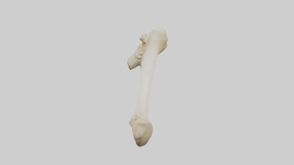 3D model Camel Femur VR / AR / low-poly