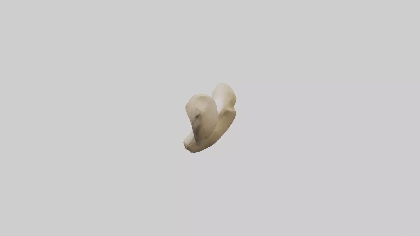 3D model Camel Femur VR / AR / low-poly