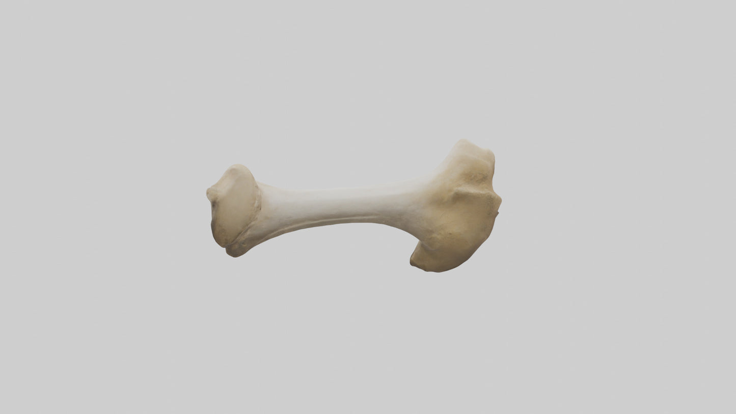 3D model Camel Femur VR / AR / low-poly