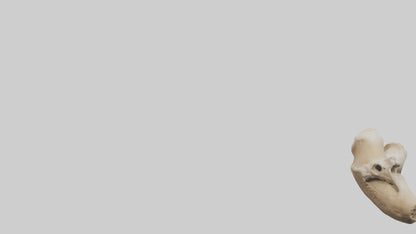 3D model Camel Femur VR / AR / low-poly