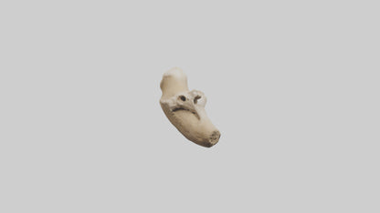 3D model Camel Femur VR / AR / low-poly