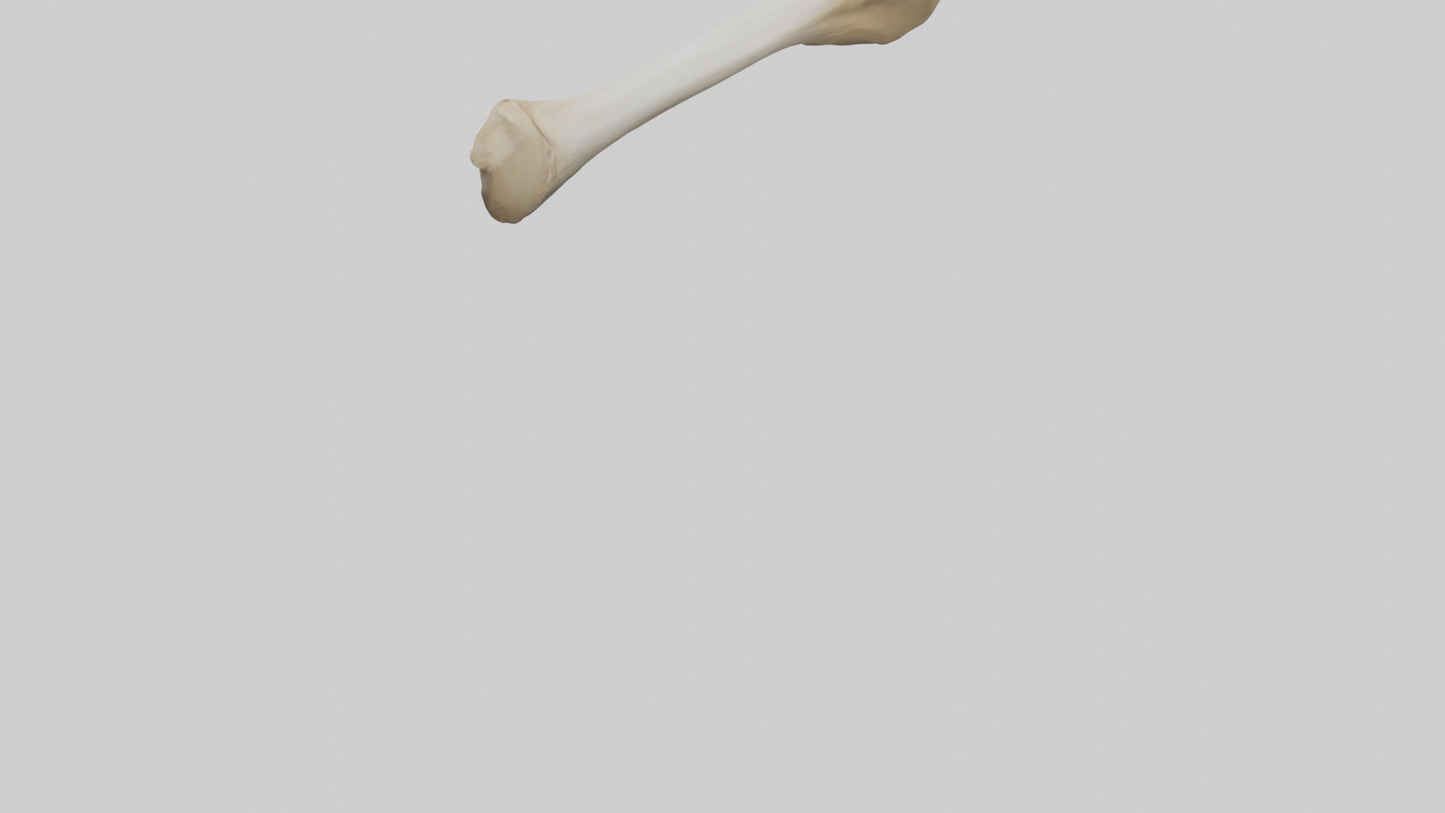 3D model Camel Femur VR / AR / low-poly