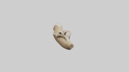 3D model Camel Femur VR / AR / low-poly