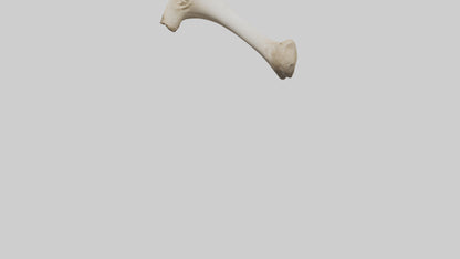 3D model Camel Femur VR / AR / low-poly