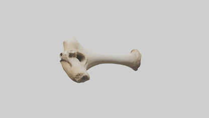 3D model Camel Femur VR / AR / low-poly