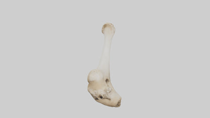 3D model Camel Femur VR / AR / low-poly