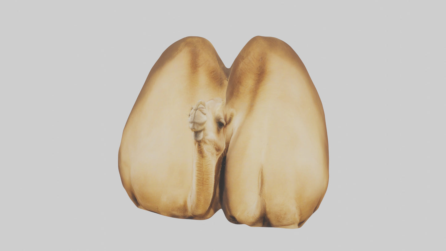 3D model Camel Humps VR / AR / low-poly