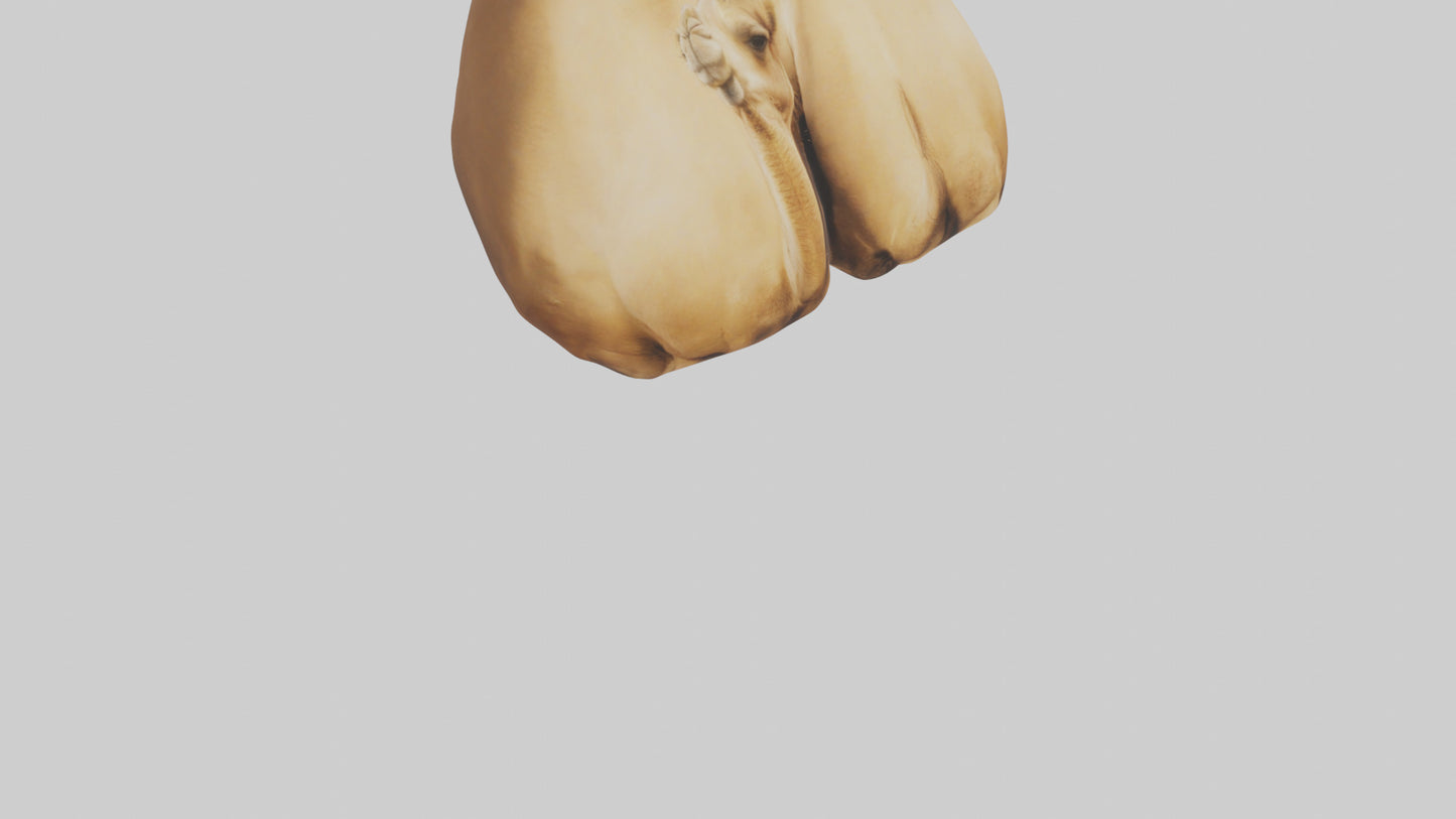 3D model Camel Humps VR / AR / low-poly