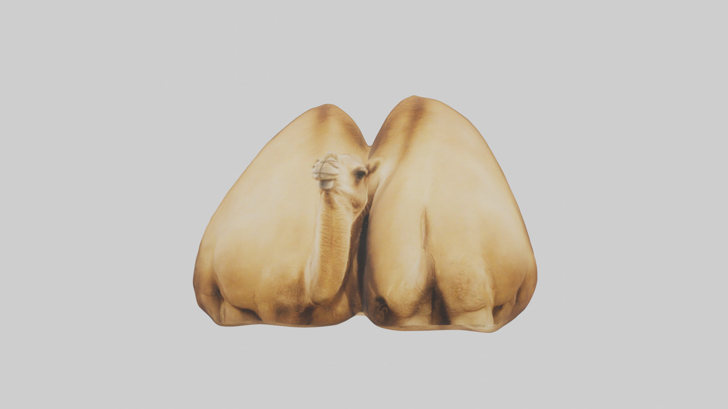 3D model Camel Humps VR / AR / low-poly