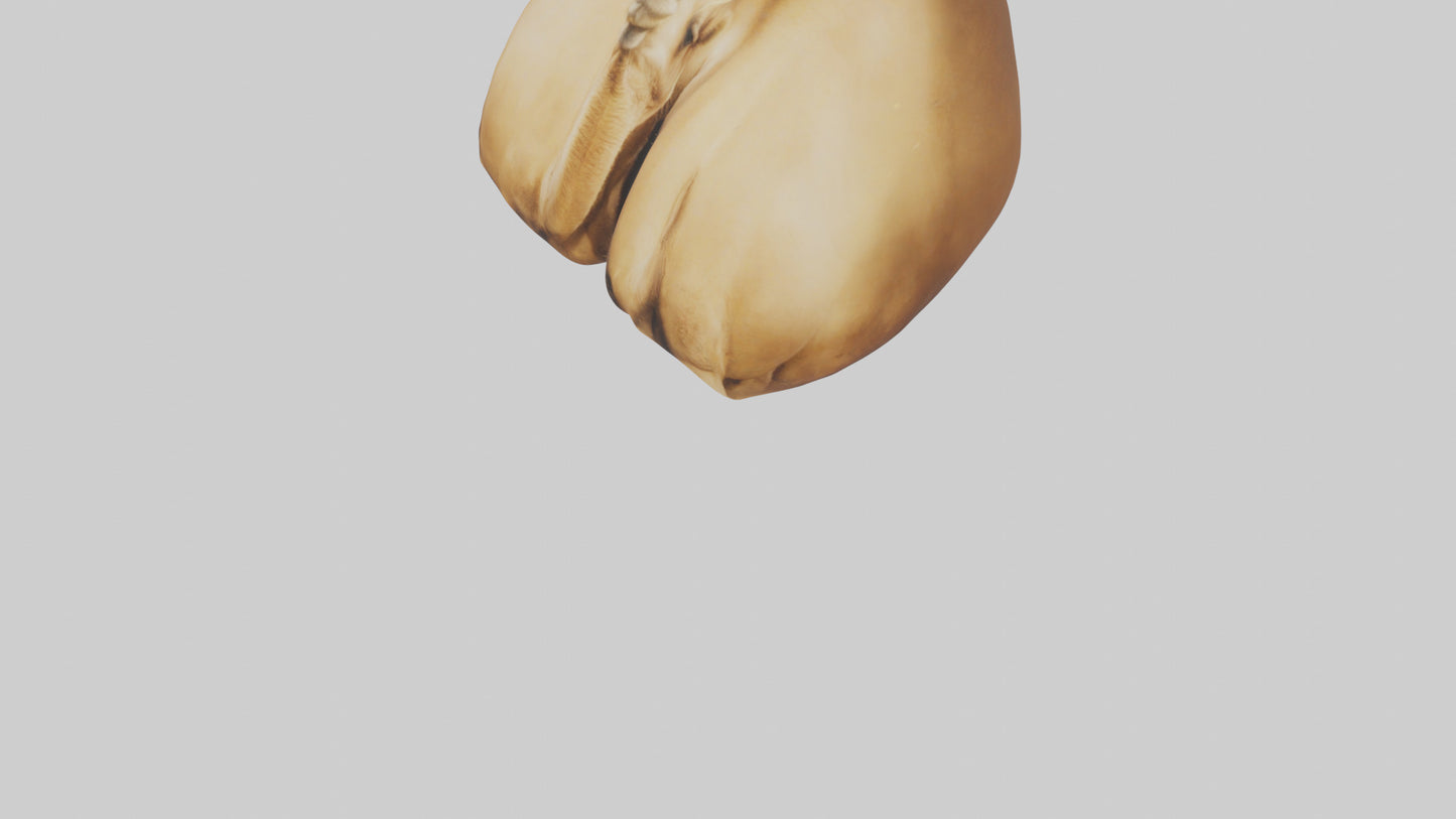 3D model Camel Humps VR / AR / low-poly