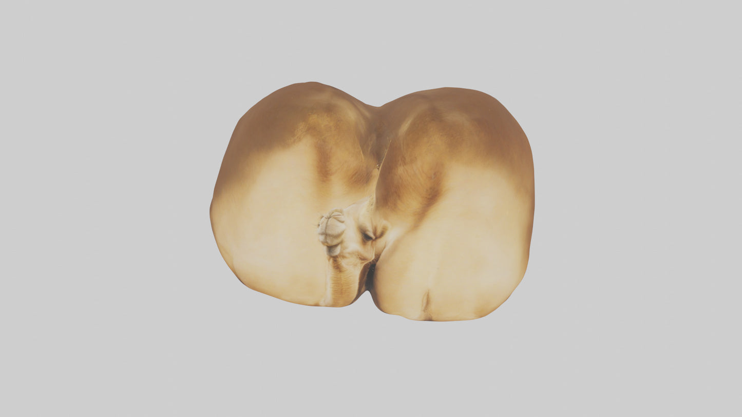 3D model Camel Humps VR / AR / low-poly