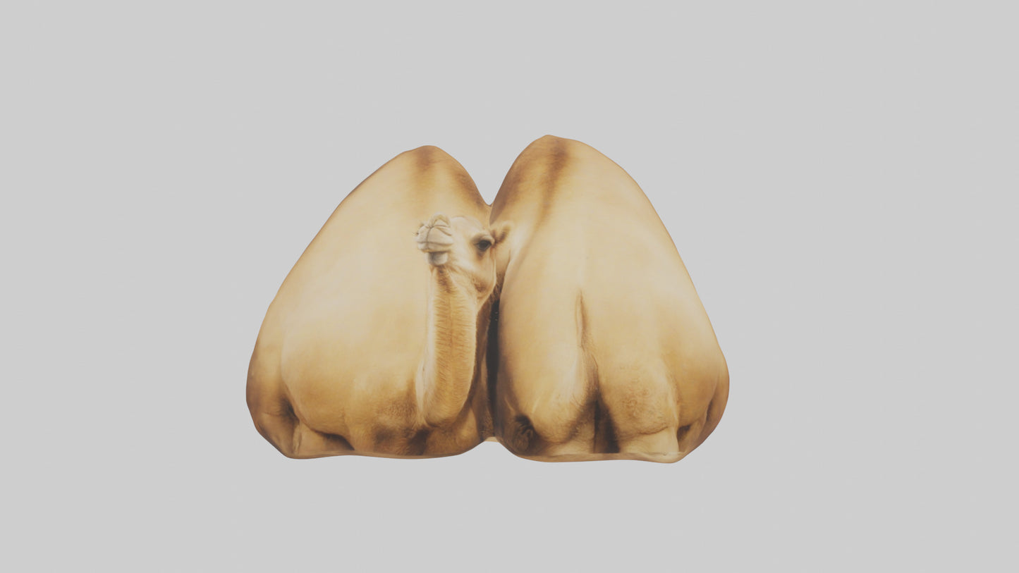 3D model Camel Humps Model VR / AR / low-poly
