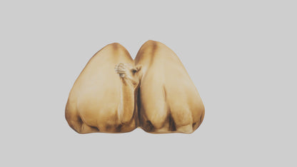 3D model Camel Humps Model VR / AR / low-poly