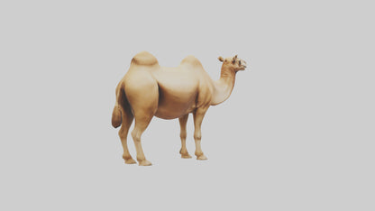 3D model Camel Humps Model VR / AR / low-poly