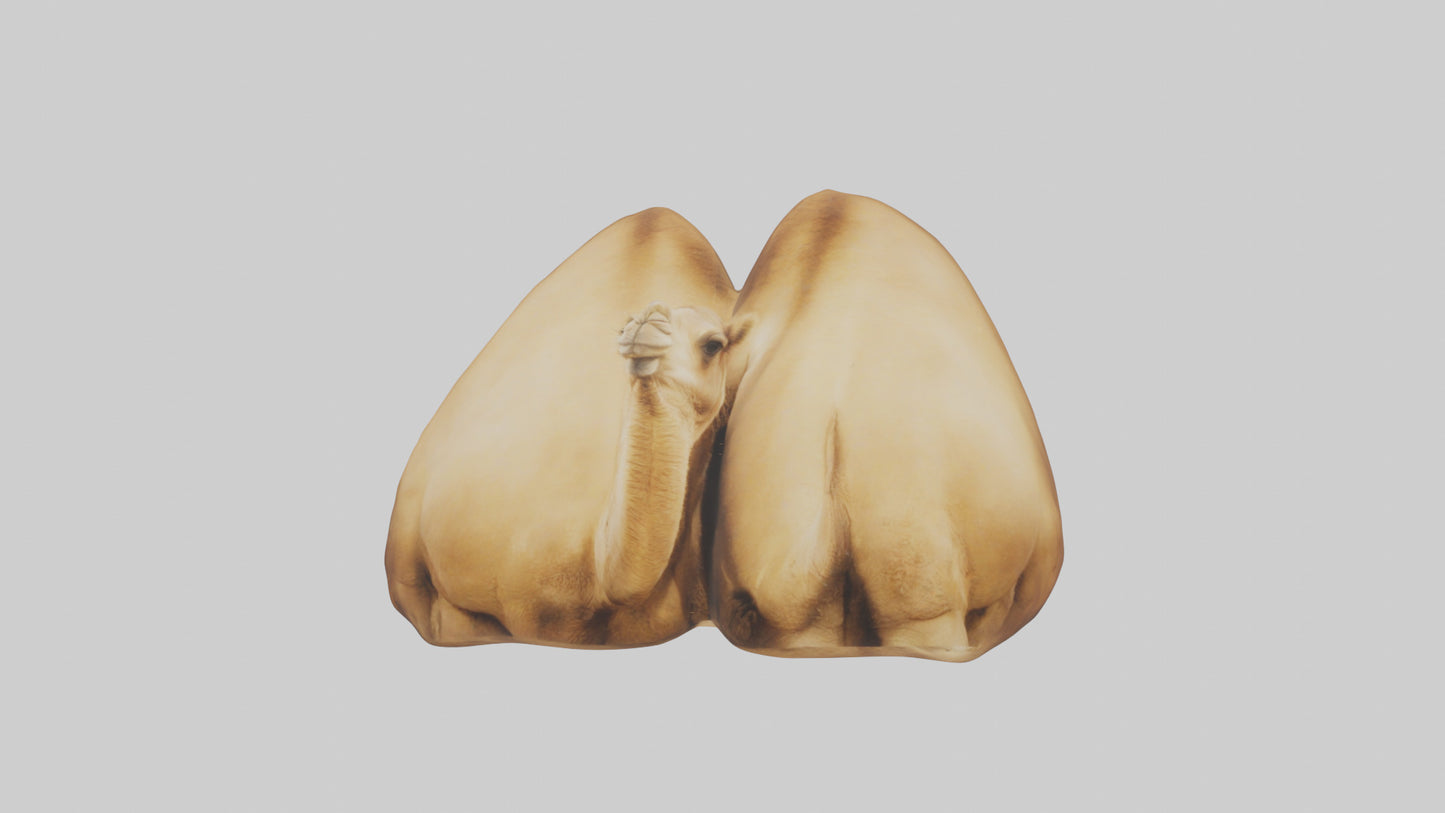3D model Camel Humps Model VR / AR / low-poly