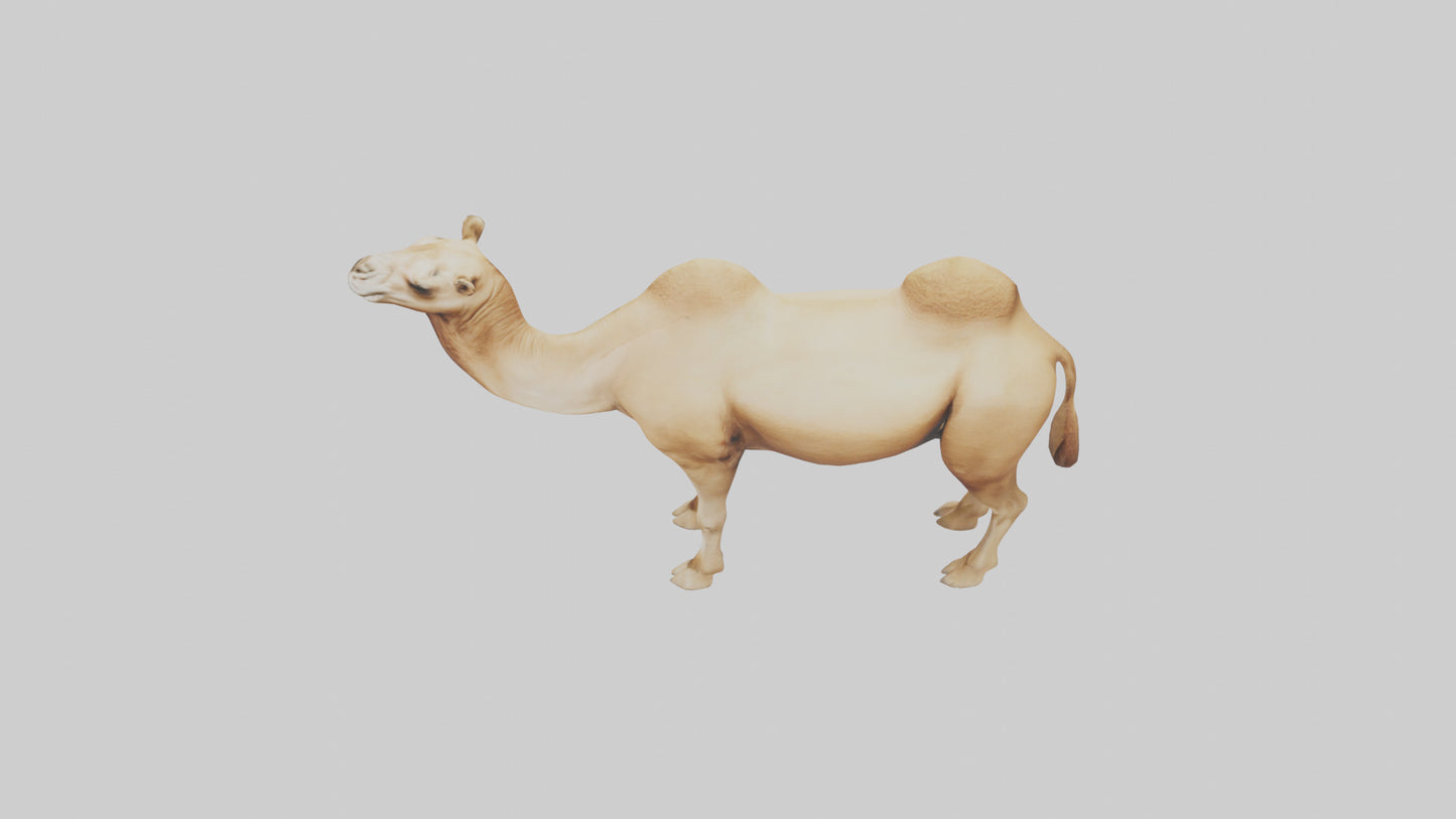 3D model Camel Humps Model VR / AR / low-poly