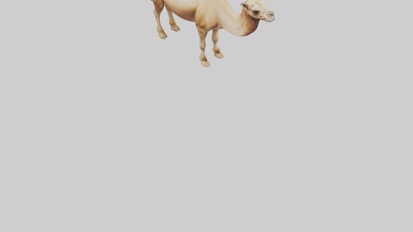 3D model Camel Humps Model VR / AR / low-poly