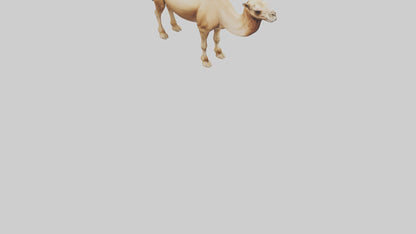 3D model Camel Humps Model VR / AR / low-poly
