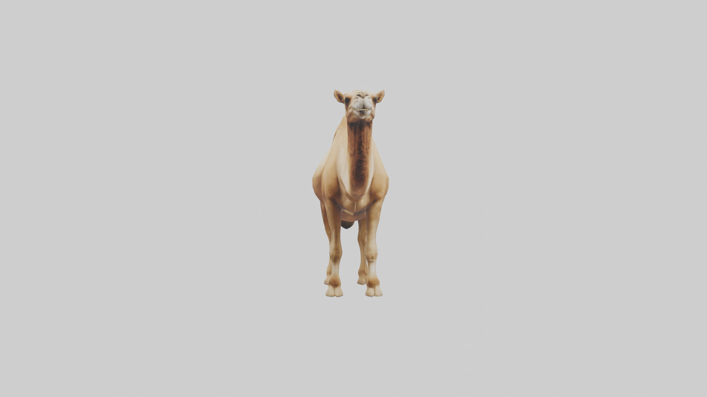 3D model Camel Humps Model VR / AR / low-poly