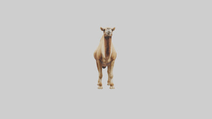 3D model Camel Humps Model VR / AR / low-poly