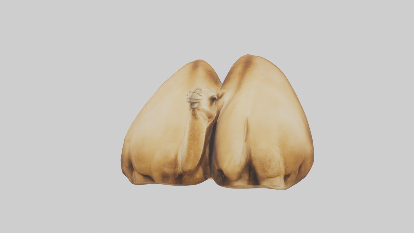 3D model Camel Humps Model VR / AR / low-poly
