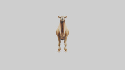 3D model Camel Humps Model VR / AR / low-poly