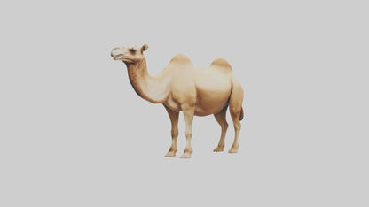 3D model Camel Humps Model VR / AR / low-poly