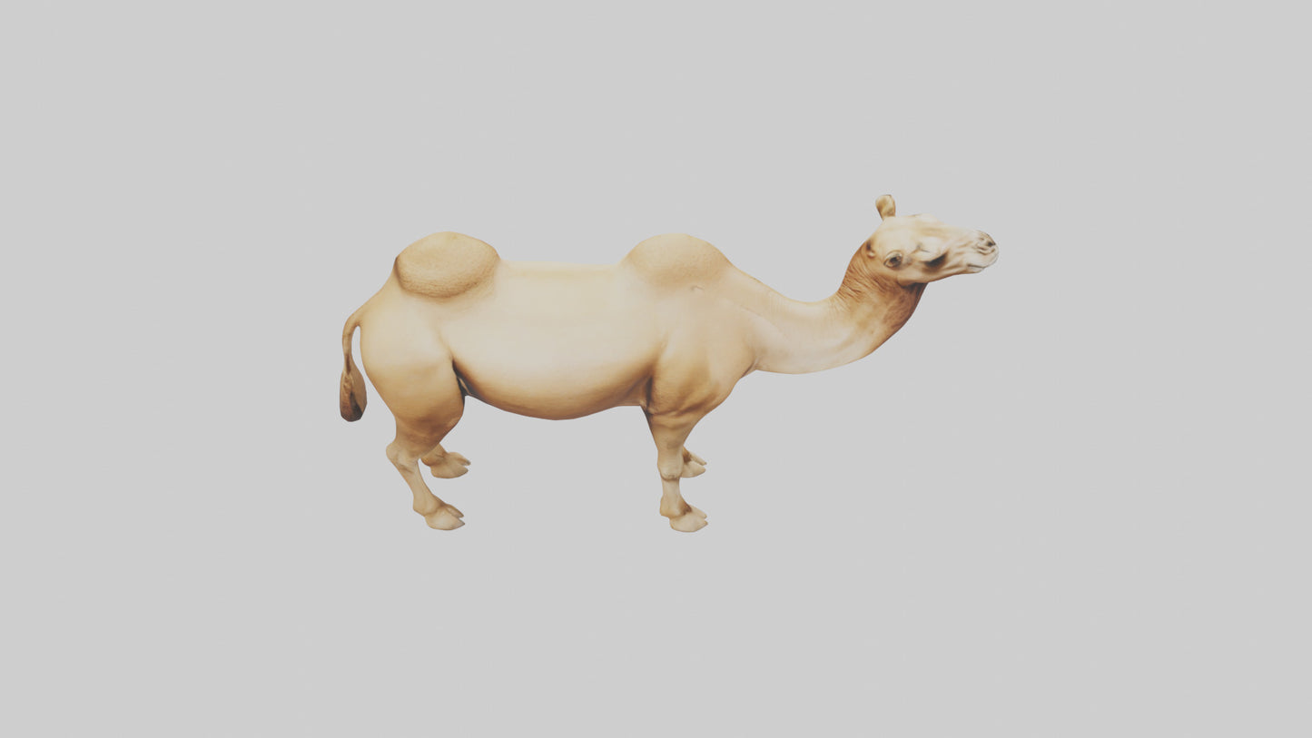 3D model Camel Humps Model VR / AR / low-poly